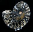 Beautiful Black Ammonite - Inches (Half) #3902-2